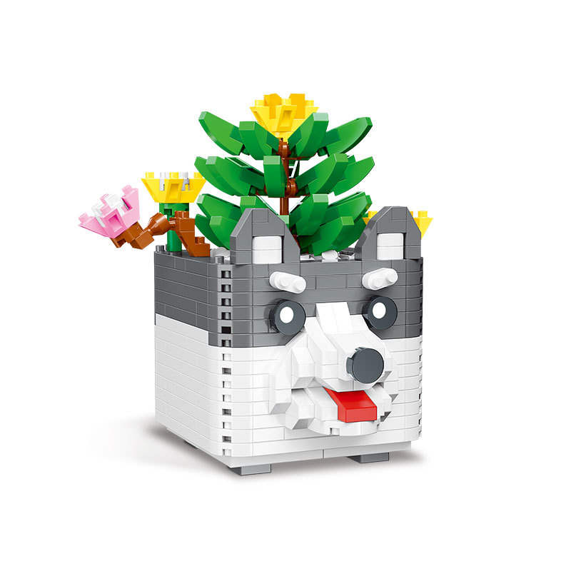 Succulent Plants