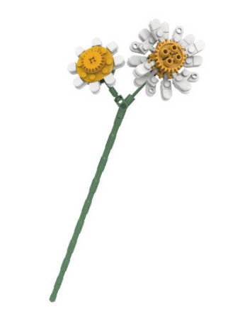 小雏菊