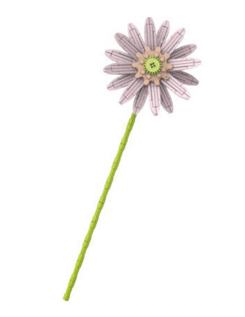 非洲菊