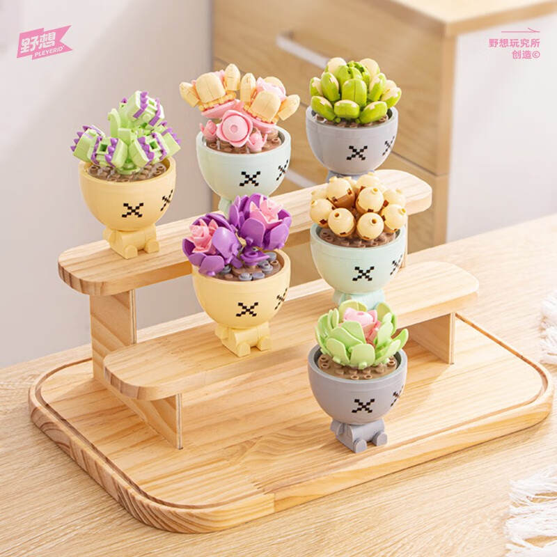 Succulent Plant