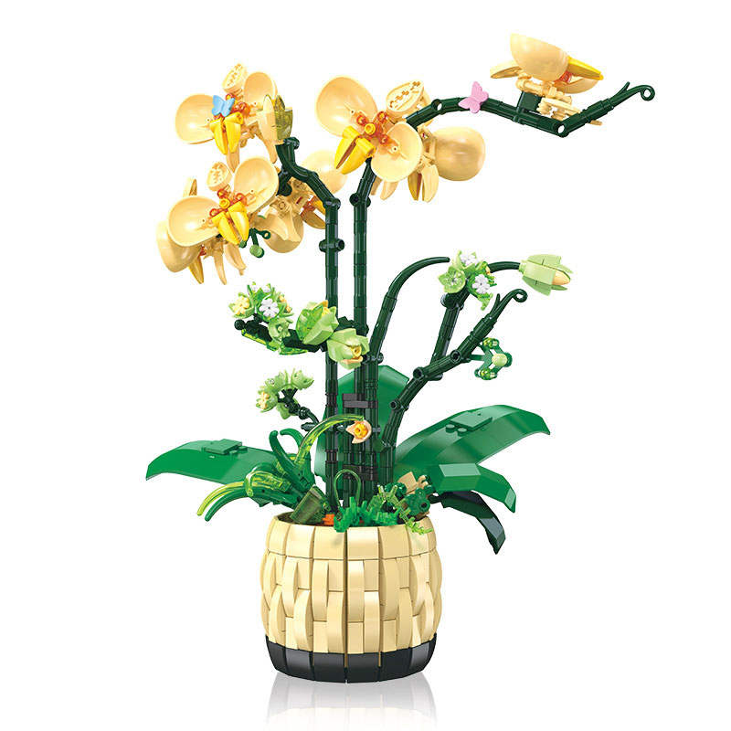 Orchid Grace