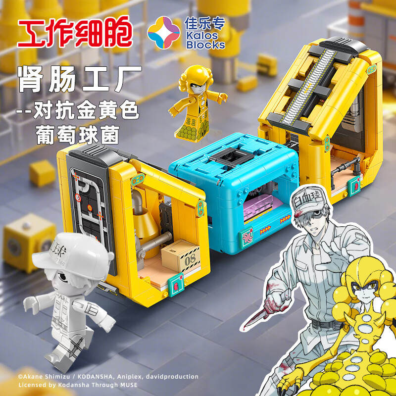 工作细胞:肾肠工厂 对抗金黄色葡萄球菌