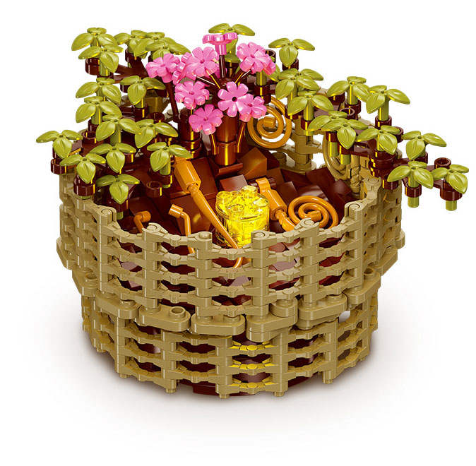 Chrysanthemum Molifolium