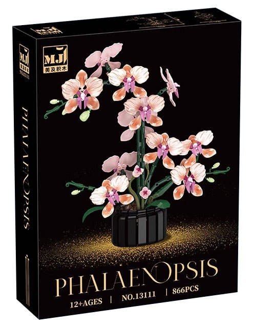 Phalaenopsis