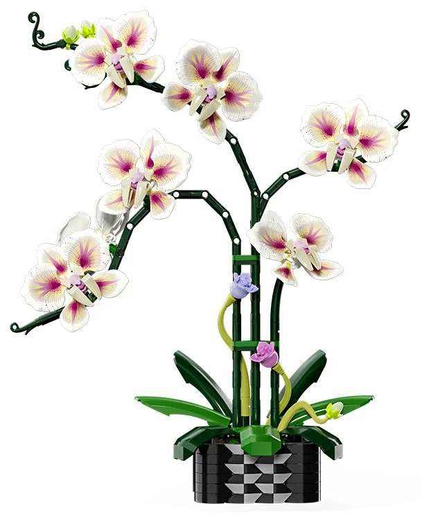 Cymbidium