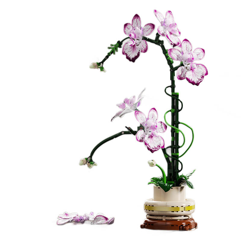 Cymbidium