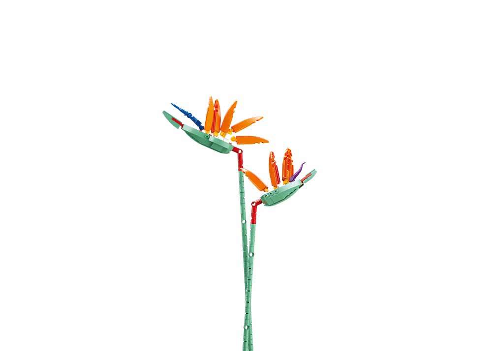 PLEYERID-花心柔和-天堂鸟