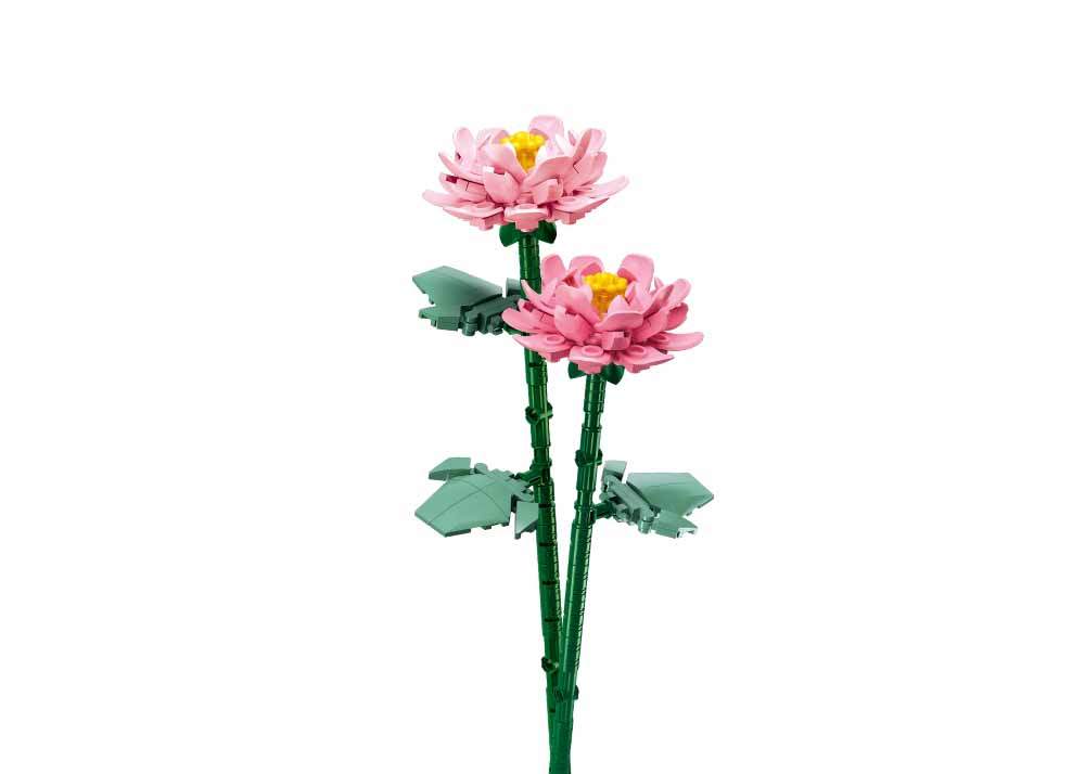 PLEYERID-花心优雅-牡丹花