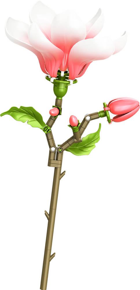 玉兰花