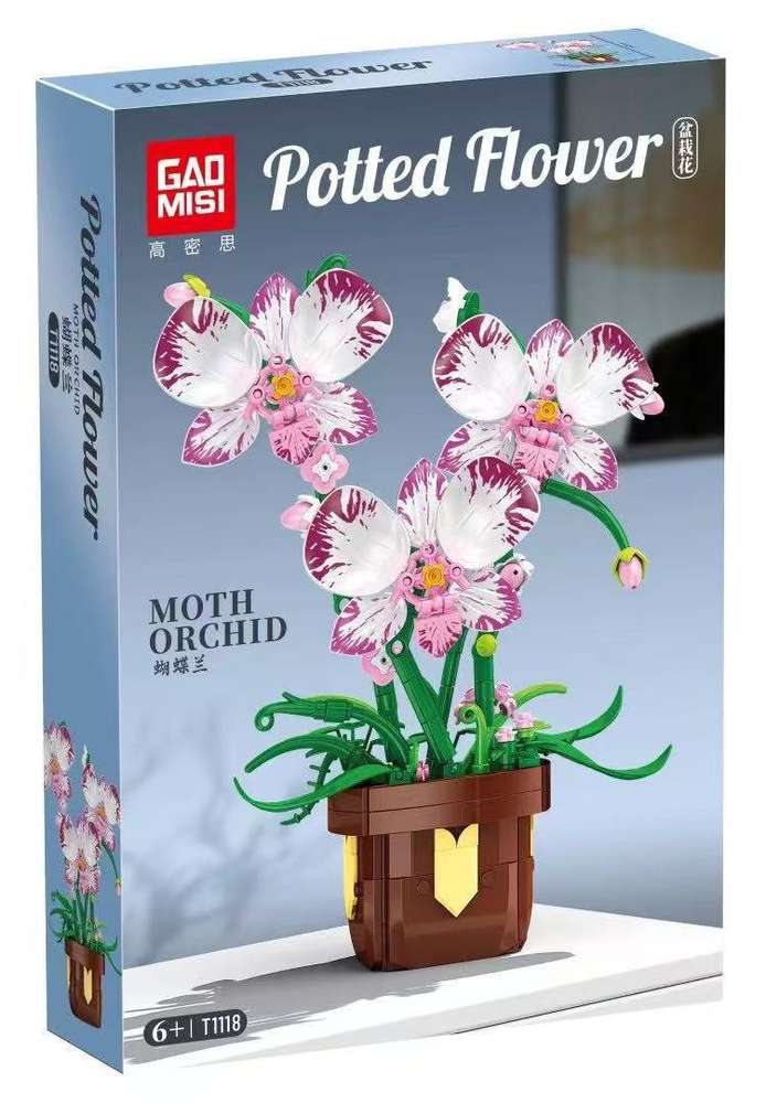Moth Orchid
